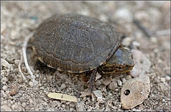 Sonoyta mud turtle