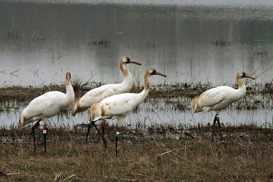 Whooping cranes