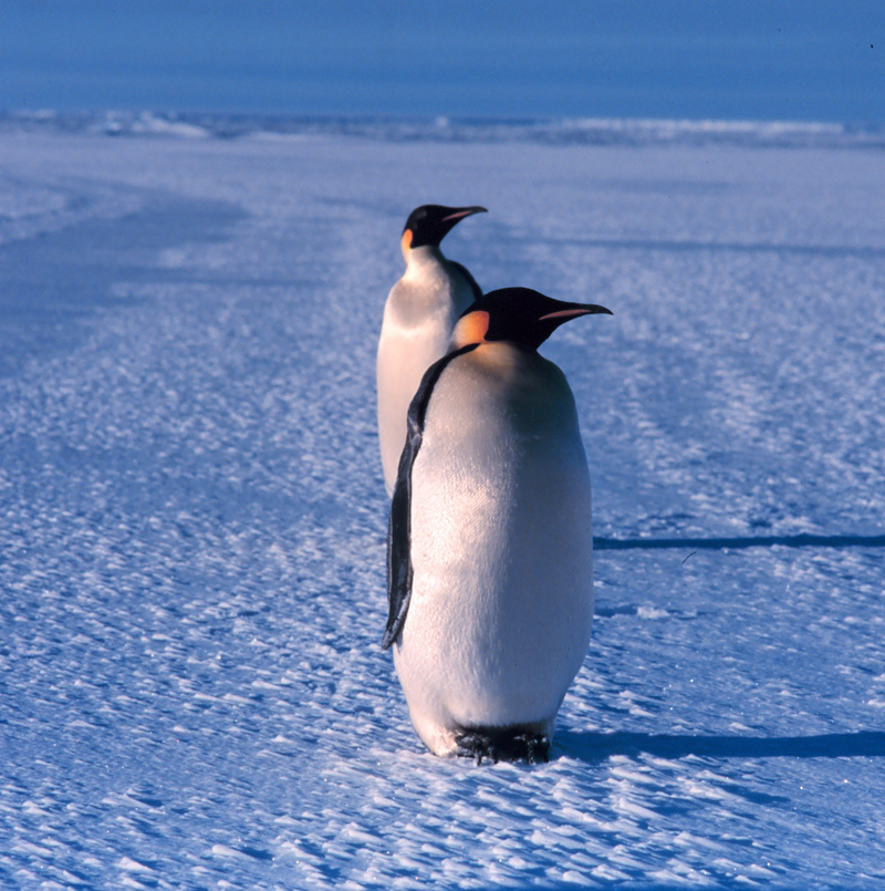 Emperor penguin