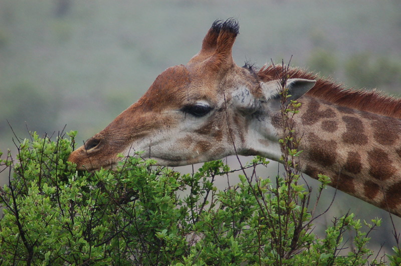 Giraffe