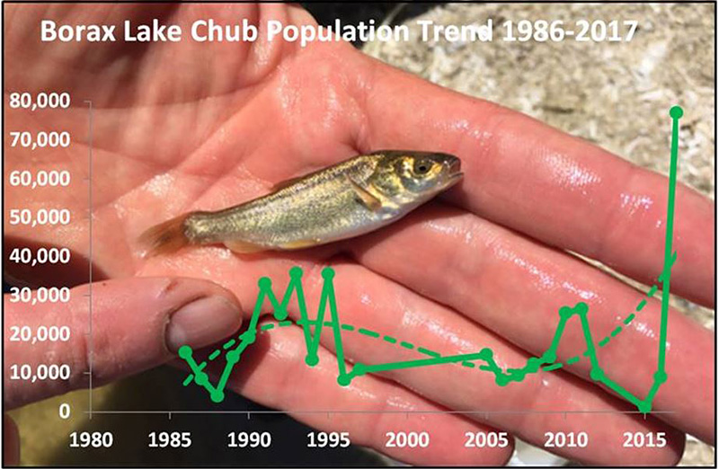 Borax Lake chub population graph