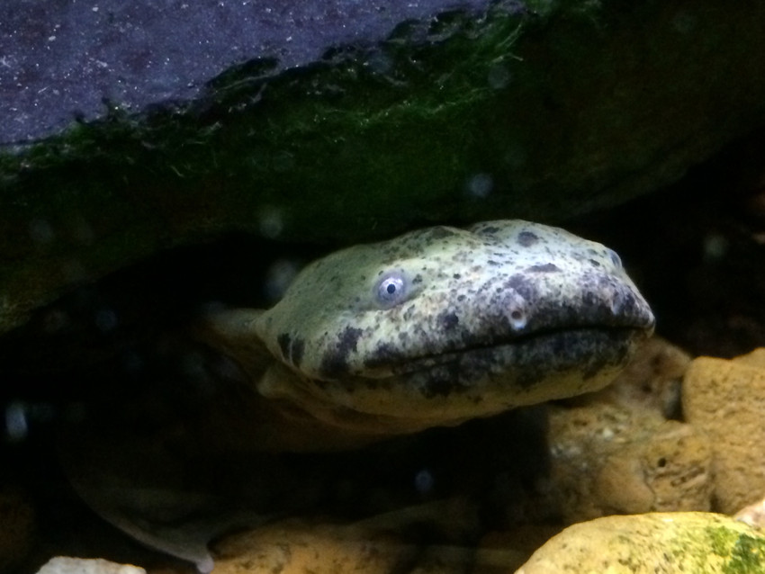Hellbender