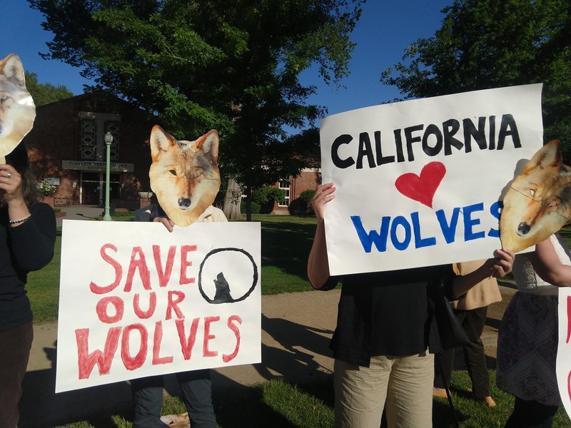 Sacramento wolf hearing