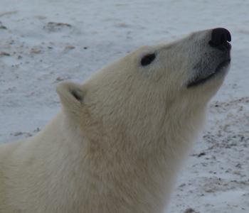 Polar bear