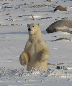 Polar bear