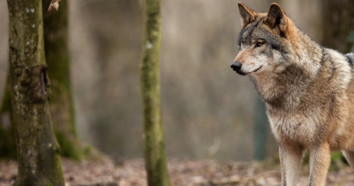 Wildlife Services has outstayed its welcome