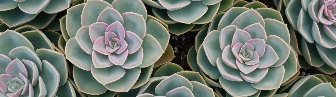 succulents
