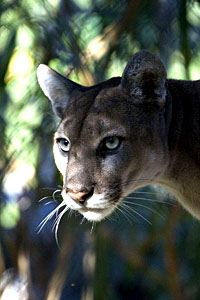 Florida panther