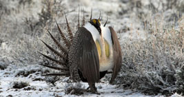 Greater sage grouse