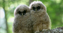 Northern spotted owlets