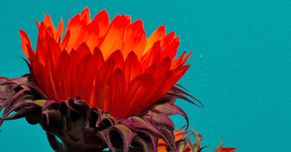 Flower in the sun