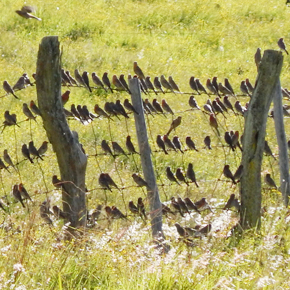 Flock of introduced house sparrows in Maui