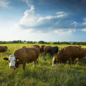 Cows