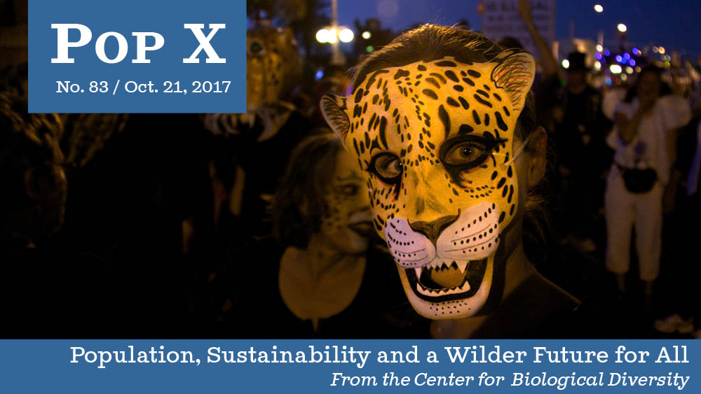Jaguar mask for Day of the Dead