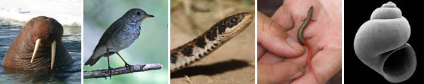 Wildlife affected by climate change