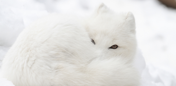 Arctic fox