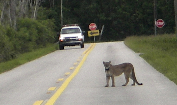 Florida panther