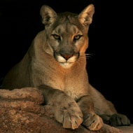 Human Population Growth and Urban Sprawl