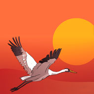 Endangered Species Condoms