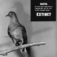 The Extinction Crisis