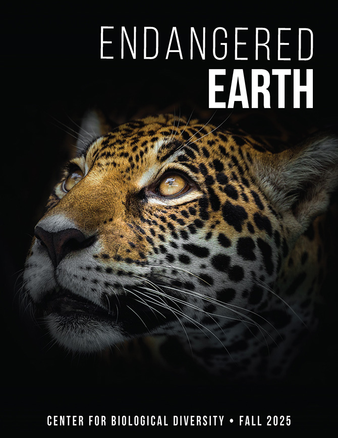 Newsletter cover, sage grouse