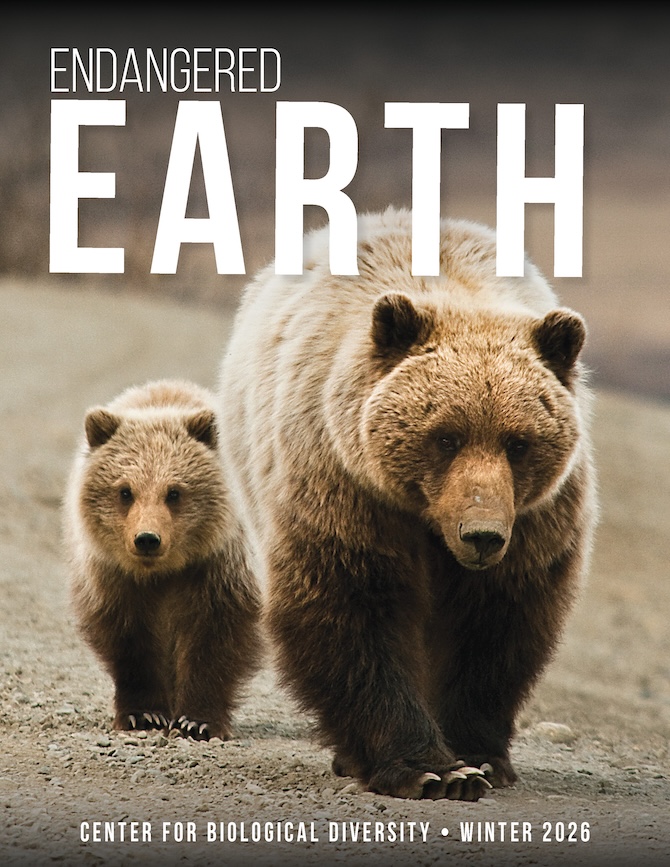 Newsletter cover, mother and baby bear walking