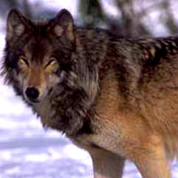 gray wolf