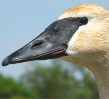 trumpeter swan