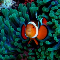 clown fish