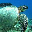 green sea turtle