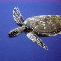 loggerhead sea turtle