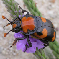 American burying beetle