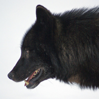 Alexander Archipelago wolf (c) Michelle Rogers