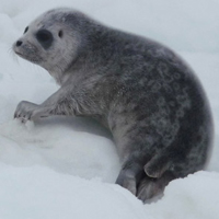 Ringed seal pup