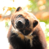 American wolverine