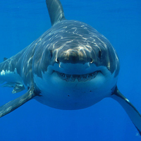 Great white shark