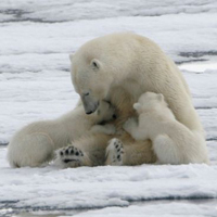 Polar bears