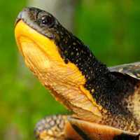 Blandings turtle