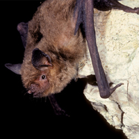 Gray bat