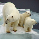 Polar bears
