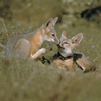 San Joaquin kit fox pups