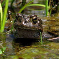 Yosemite toad