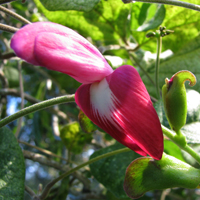 'Awikiwiki