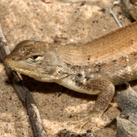 Dunes sagebrush lizard