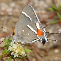 Bartram's scrub-hairstreak butterfly