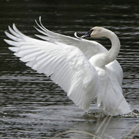 Trumpeter swan