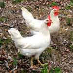 Chickens