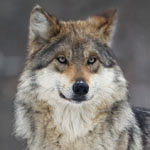 Gray wolf