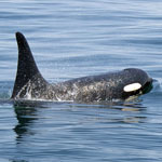 Puget sound orca