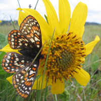 Taylor's checkerspot butterfly